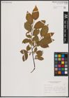 Foto von Salix caprea L.